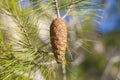 Single pinecone on the branch Royalty Free Stock Photo