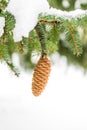 Single pinecone hanging from tree branch covered in snow Royalty Free Stock Photo