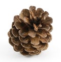 Single Pinecone Royalty Free Stock Photo