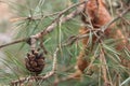 Single pinecone on pine branch with green needles closeup. Coniferous forest. Wild winter nature.