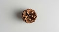 A single pinecone from a pine Royalty Free Stock Photo