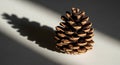 A single pinecone rests on a Royalty Free Stock Photo