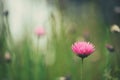Single pink Australian everlasting daisy in green meadow