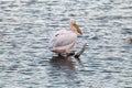 Single pink-backed pelican bird on sunset lake