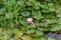 Single pink blooming water lily flower with green pads in pond Royalty Free Stock Photo