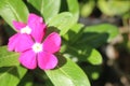 Single pink blossom from a Rosa glauca in maro closeup focus