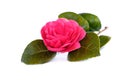 Single Camellia isolated on a white background Royalty Free Stock Photo