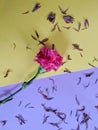 Single pink carnation flower with dried flower petals scattered around it.