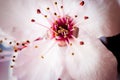 Single Pink cherry flowers blooming in springtime. Close Up