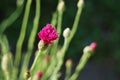 Single pink Cornflower (Centaurea cyanus) Royalty Free Stock Photo