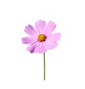 Single pink cosmos bipinnatus flower blooming with yellow pollen and long green stem isolated on background , clipping path Royalty Free Stock Photo