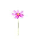 Single pink cosmos bipinnatus flowers and long green stem isolated on white background , clipping path Royalty Free Stock Photo