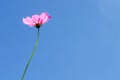 A single pink cosmos flower Royalty Free Stock Photo