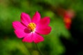 Single pink cosmos flower in day light with green garden background