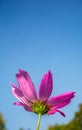 Single pink cosmos flower in flowers field with daylight and blue sky background. Royalty Free Stock Photo