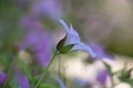 A single pink Cranesbill Geranium flower, Wargrave Pink, Geranium endressii, soft focus side view with background blur Royalty Free Stock Photo