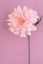 Crepe paper dahlia