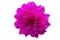 Single pink Dahlia flower, Dahlia isolated on white background with clipping path for design Royalty Free Stock Photo