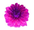 Single pink Dahlia flower with purple pollen, Dahlia isolated on white background with clipping path for design Royalty Free Stock Photo