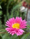 a single pink daisy that is very colorful in color and with a yellow center Royalty Free Stock Photo