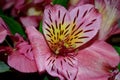 SIngle Pink Day Lily Blossom Royalty Free Stock Photo