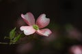 Pink Dogwood Bloom Single Macro Royalty Free Stock Photo