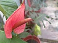 A Single Pink Flamingo Lily Flamingo-lily in an Indoor Garden Royalty Free Stock Photo