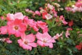 single pink floribunda roses in garden