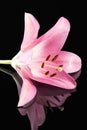 Single pink flower of beautifu Lilium, lily, detail.