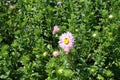 Single pink flower and buds of China aster Royalty Free Stock Photo
