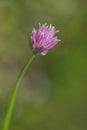 Single pink flower on Chive stalk. Allium schoenoprasum