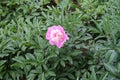 Single pink flower of double peony