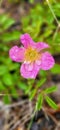 a single pink flower growing through the dry grass covered in water drops