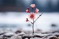 a single pink flower is growing out of the ground in the snow Royalty Free Stock Photo