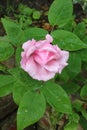 Single pink flower head on a pink rose in a garden Royalty Free Stock Photo