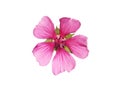 Pink flower of mallow isolated on white Royalty Free Stock Photo