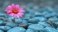 A single pink flower in a sea of blue stones, AI Royalty Free Stock Photo