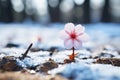 a single pink flower stands out in the snow Royalty Free Stock Photo