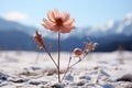 a single pink flower stands out in the snow Royalty Free Stock Photo