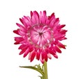 Single pink flower of a strawflower isolated on white Royalty Free Stock Photo