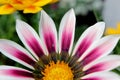 Single pink flower on tall healthy stalk tucked into greenery of bushes in landscaped garden Royalty Free Stock Photo