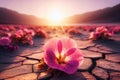 single pink flower is the only thing in a field of pink flowers Royalty Free Stock Photo