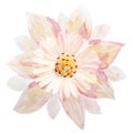 A single pink flower on a white background, handmade. Watercolor