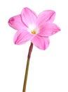 Single pink flower of a Zephyranthes cultivar isolated against w Royalty Free Stock Photo