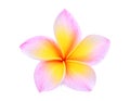 Single pink frangipani or plumeria tropical flowers isolated Royalty Free Stock Photo