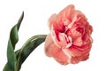 Single pink full Parrot tulip isolated on white background