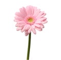 Single pink gerbera