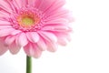 Single pink gerbera Royalty Free Stock Photo