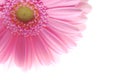 Single pink gerbera Royalty Free Stock Photo