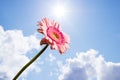 Single pink gerbera flower Royalty Free Stock Photo